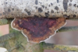 Roodporiehoutzwam - Daedaleopsis confragosa