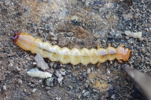 Zwartkopvuurkever larve - Pyrochroa coccinea
